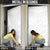 Tonga White Sunday Door Cover Tongan Tribal Heritage Tattoos - Polynesian Pride