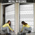 Tonga White Sunday Door Cover Tongan Ngatu Siale Pattern - Polynesian Pride