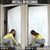 Samoa Lotu Tamaiti Mamanu Siapo Door Cover Off White Plumeria - Polynesian Pride